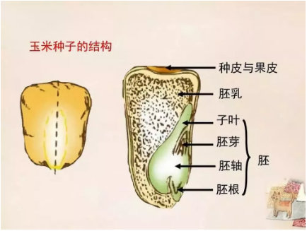 公务员考试常识积累：植物的秘密